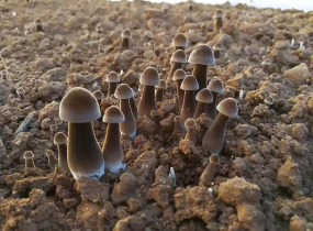 黑皮鸡枞菌