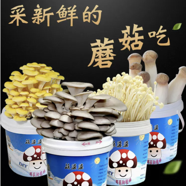 多彩蘑盒3-1.jpg